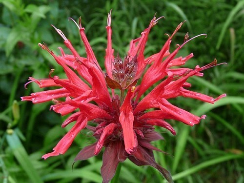 Monarda didyma – Beebalm - herbaceous perennial – RED bloom - 6 PLANT all sizes gallery