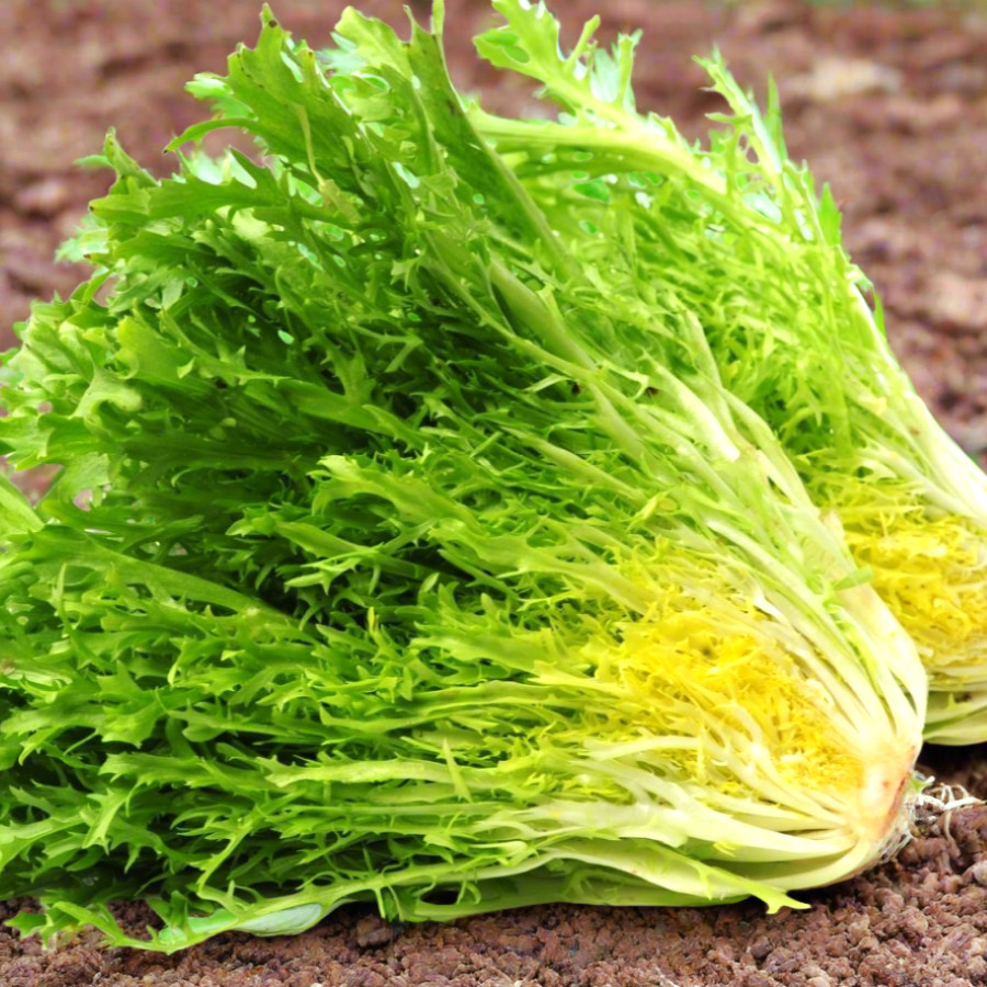 Frisee Endive Seeds | Curly Yellow Green French Chicory Seed 2025 Fast Shipping gallery