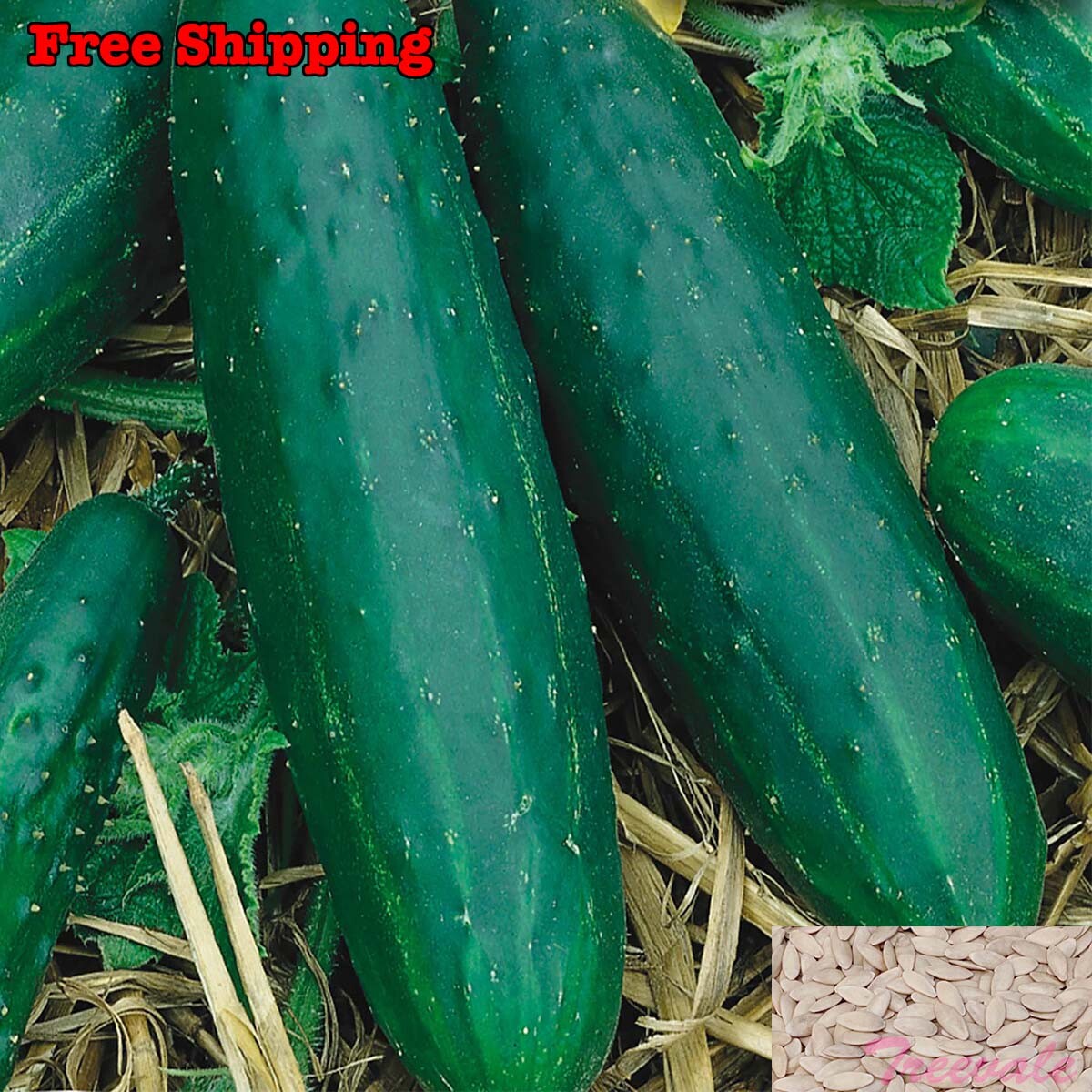 Spacemaster Cucumber Seeds | NON-GMO, Organic gallery