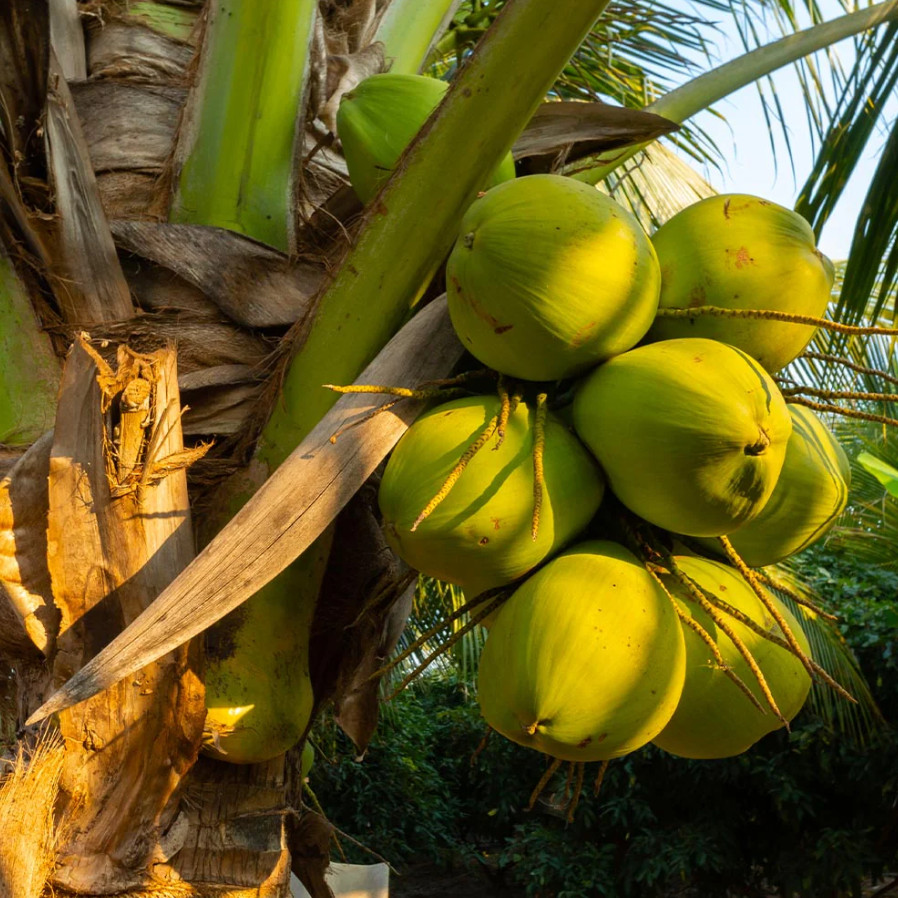 🥥 Rare Dwarf Green Malayan Coconut Tree – 1 Live Plant 2–3' Tall in 1-Gal Pot gallery