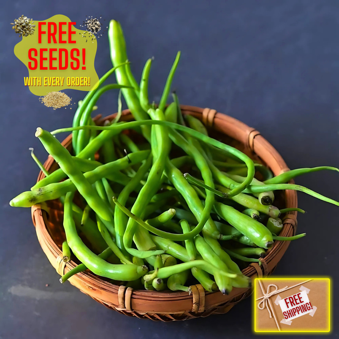 Fresh Rat Tail Radish Seeds | Radish | Heirloom Non-GMO | Asian Vegetables gallery
