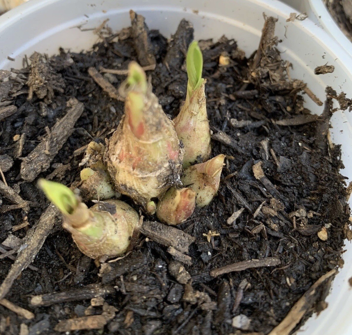 Tuberose Clump Singles Bulbs Sz M/ L Rooted & Sprouted Ready To Plant gallery