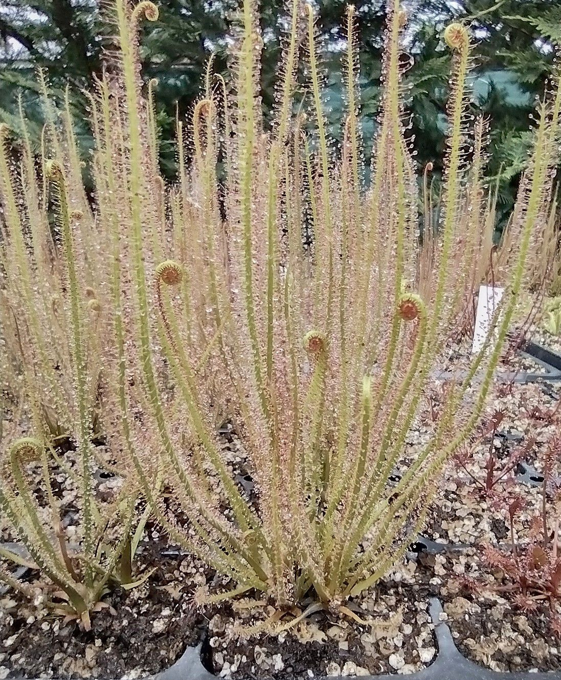 Drosera Filiformis gallery