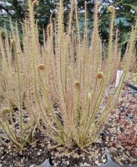Drosera Filiformis