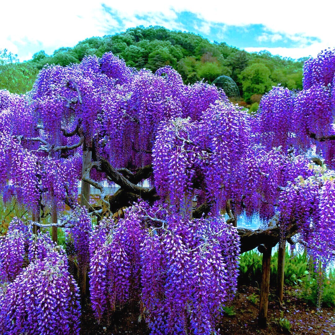 5 Chinese Blue Wisteria sinensis Tree Seeds Fast Climber Flower Vine Hardy Plant gallery