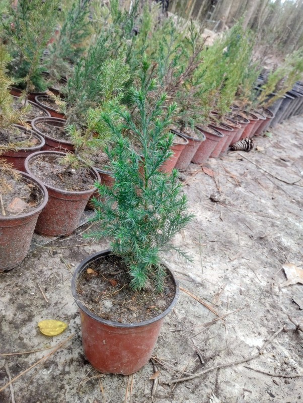 Eastern Red Cedar, 1 Quart Pot. gallery