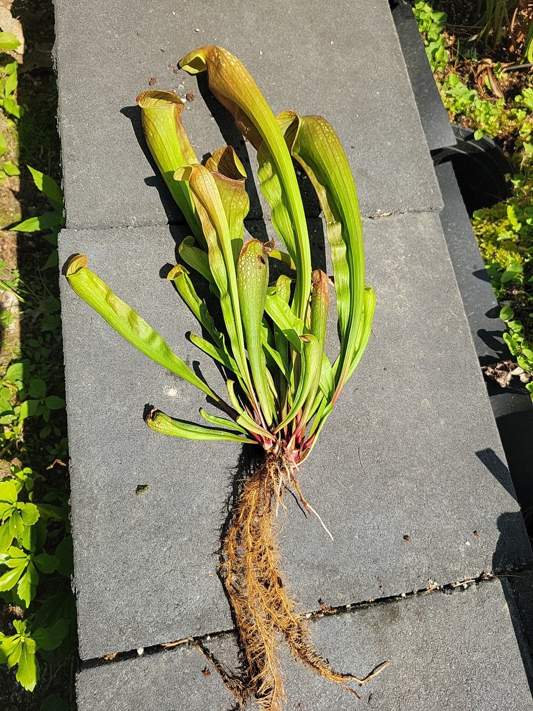 Sarracenia X Bug Bat X-Large bareroot division Multiple Growth Points gallery