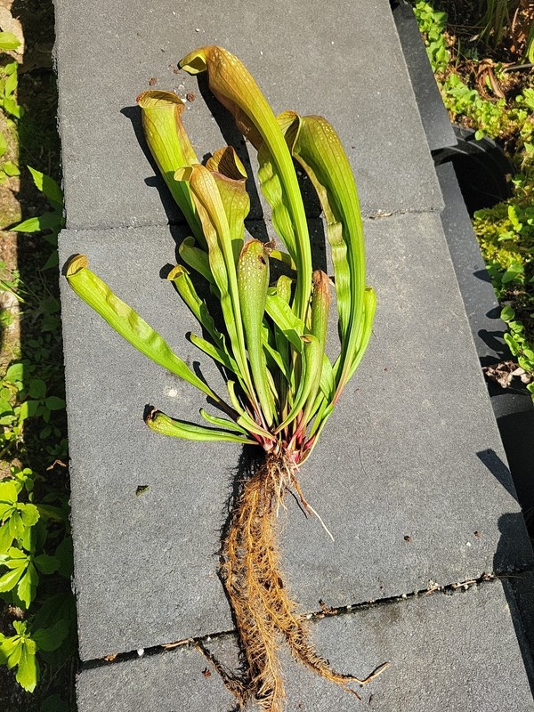 Sarracenia X Bug Bat X-Large bareroot division Multiple Growth Points gallery