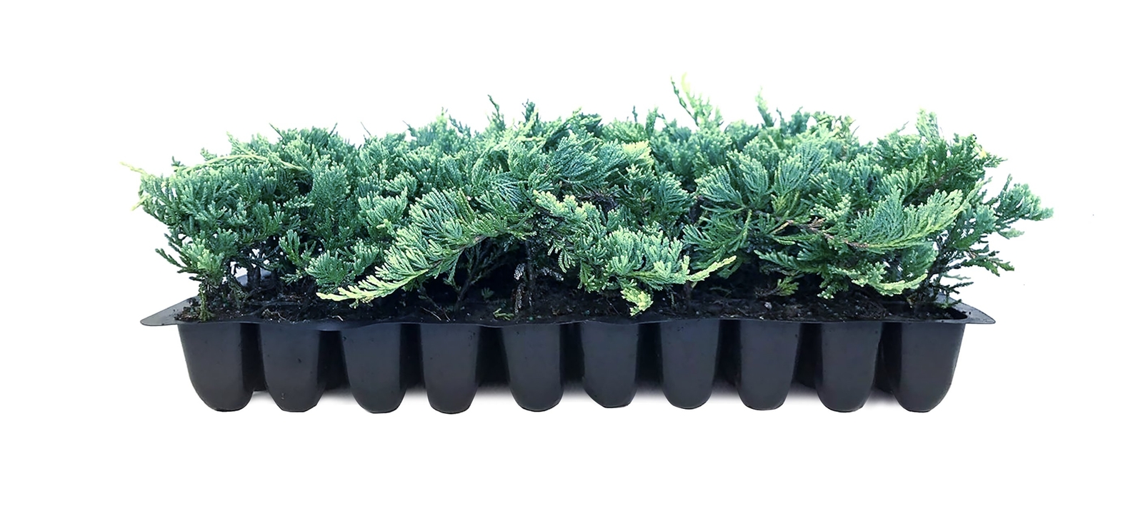 Blue Rug Juniper - Live Plants - 2" Pots - Juniperus Horizontalis 'Wiltonii'... gallery