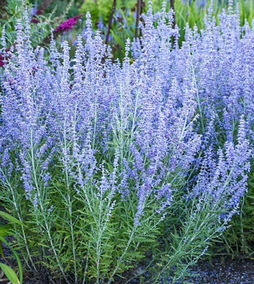 russian sage plant gallery