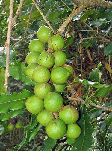 Macadamia integrifolia | Queensland Nut | 10 Seeds gallery