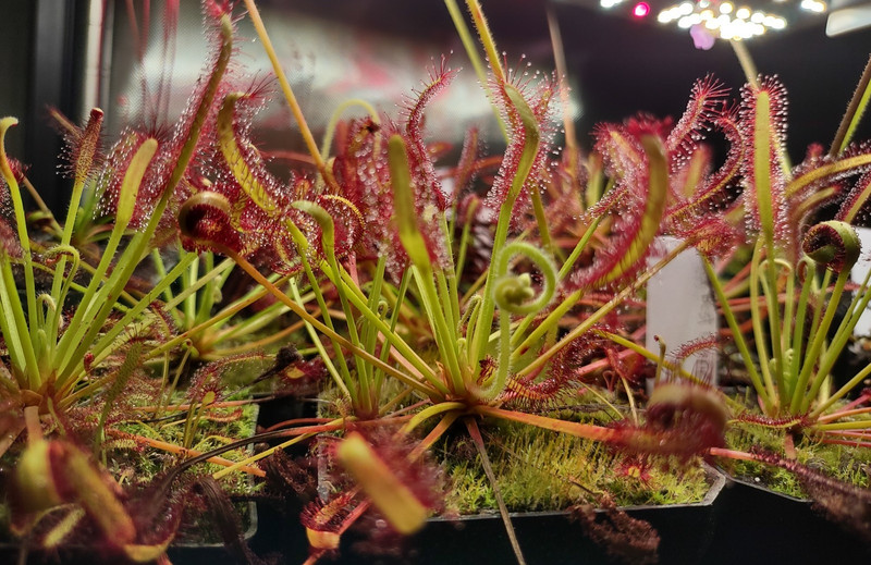 Cape Sundew - Drosera Capensis "Typical" - Easy To Grow Live Carnivorous Plant. gallery