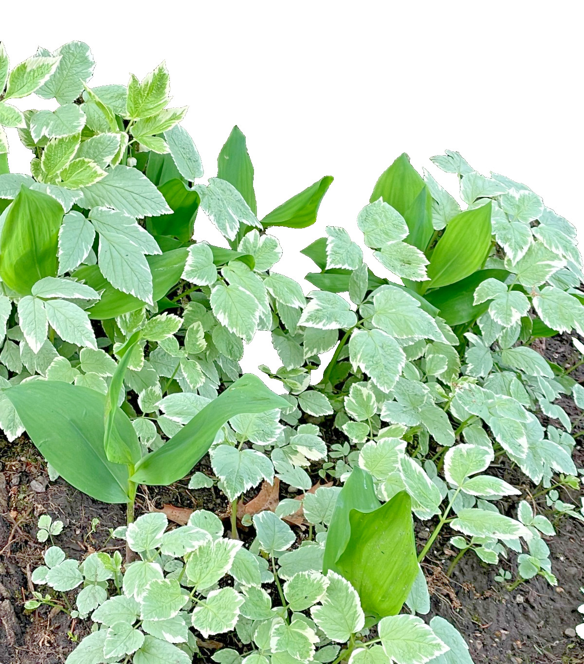 25 Snow On The Mountain Bare Roots perennial plants gallery