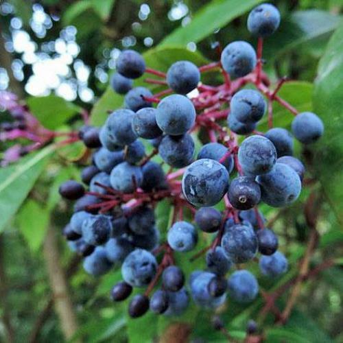 Fuchsia paniculata | Shrubby or Paniculate Fuchsia | 20 Seeds gallery
