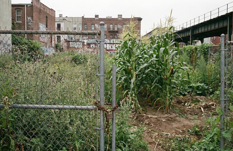 Bad Apples BITCORN™ Seed Bombs - Crypto Corn Scheme - Guerrila Garden - 1 Acre gallery
