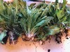 HORSERADISH CROWNS (Common), ORGANIC: 50 ea. for planting. PLANT ANYTIME. gallery