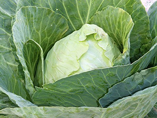 Cabbage Early Jersey Wakefield Great Heirloom Vegetable 16,000 Seeds BULK gallery