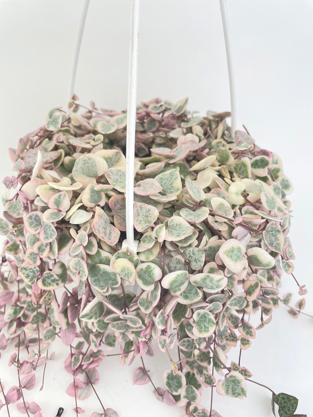 Variegated String of Hearts Succulent Live Houseplant Love Pink White Leaves gallery
