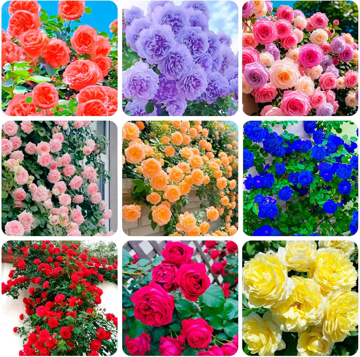300+Mixed Climbing Rose Rosa Seeds for Planting Outdoors -Heirloom Garden red gallery