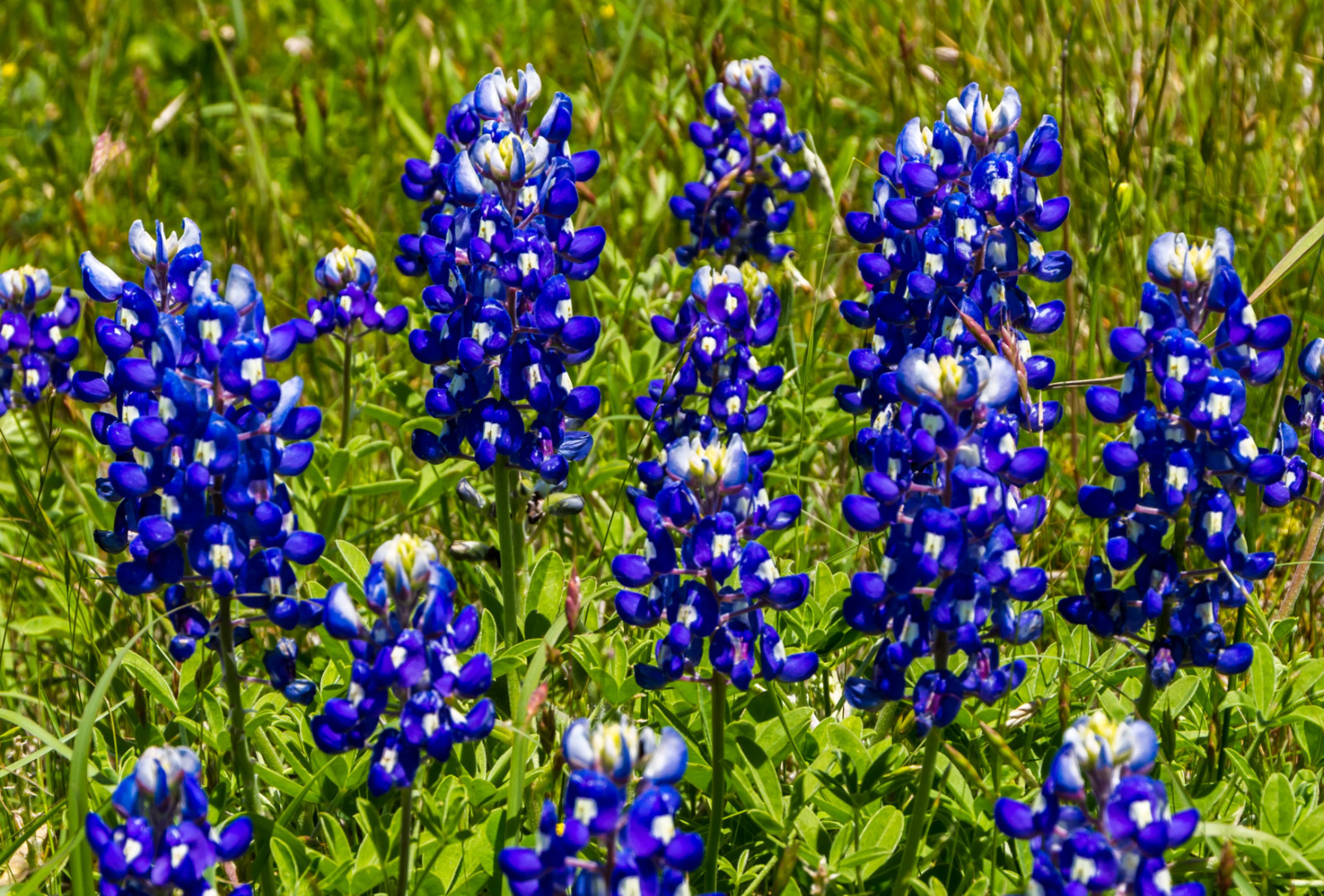 100+ Texas Bluebonnet Seeds - Hummingbords Butterflies - Fragrant - Bright Color gallery