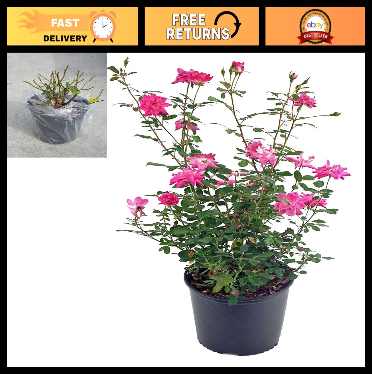 Thornless Climbing Rose - Pink Flowers, #3 Size Container, Garden Plant gallery