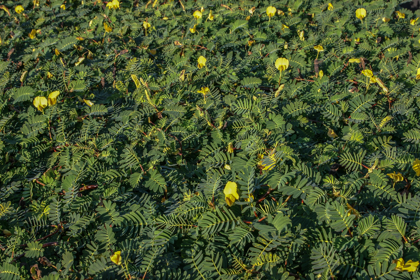 Botswana Wonder Sensitive Plant Tropical Aquatic Pond Plant - Buy 2 Get 1 FREE gallery