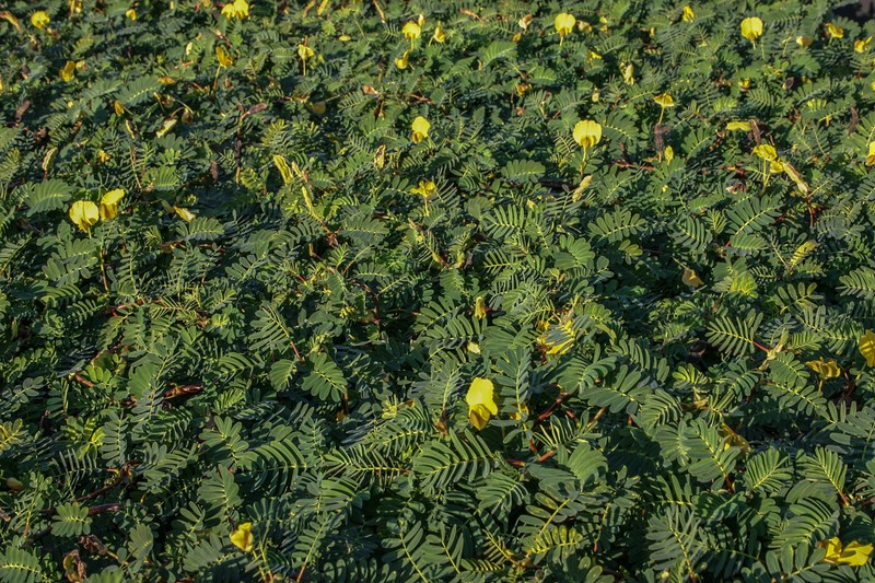 Botswana Wonder Sensitive Plant Tropical Aquatic Pond Plant - Buy 2 Get 1 FREE gallery