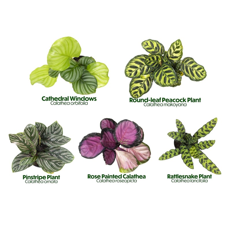 Pet Safe Live Calathea Plants - 4 Pack Air Purifying Indoor Mix in 4.25" Pots gallery