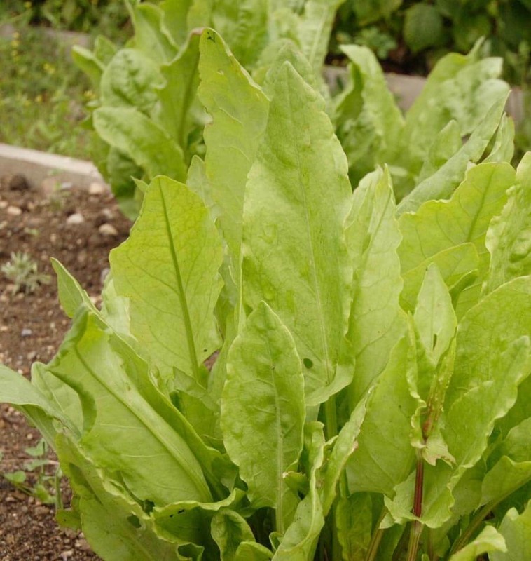 Large Leaf Sorrel Seeds, NON-GMO, Heirloom, Variety Sizes, FREE SHIPPING gallery