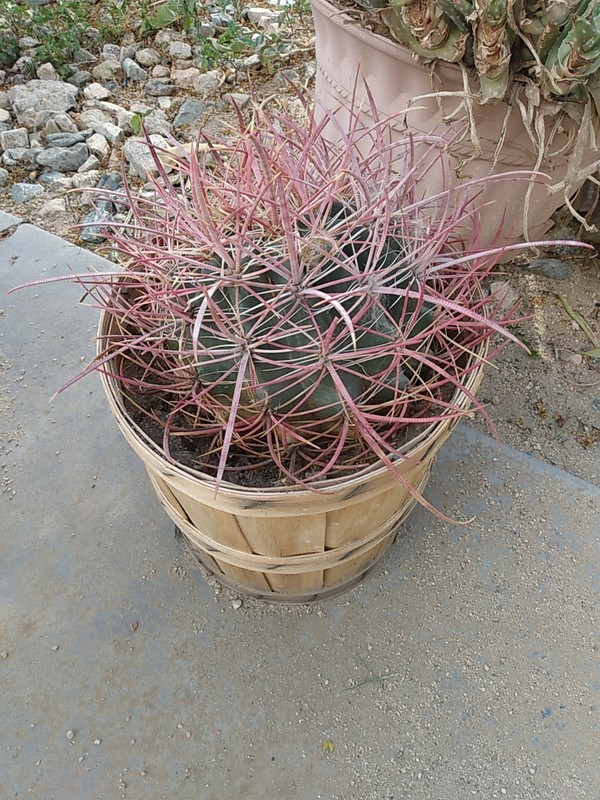 Cactus, Red barrel Long Spine , Small 3 To 5 Inches In Diameter gallery