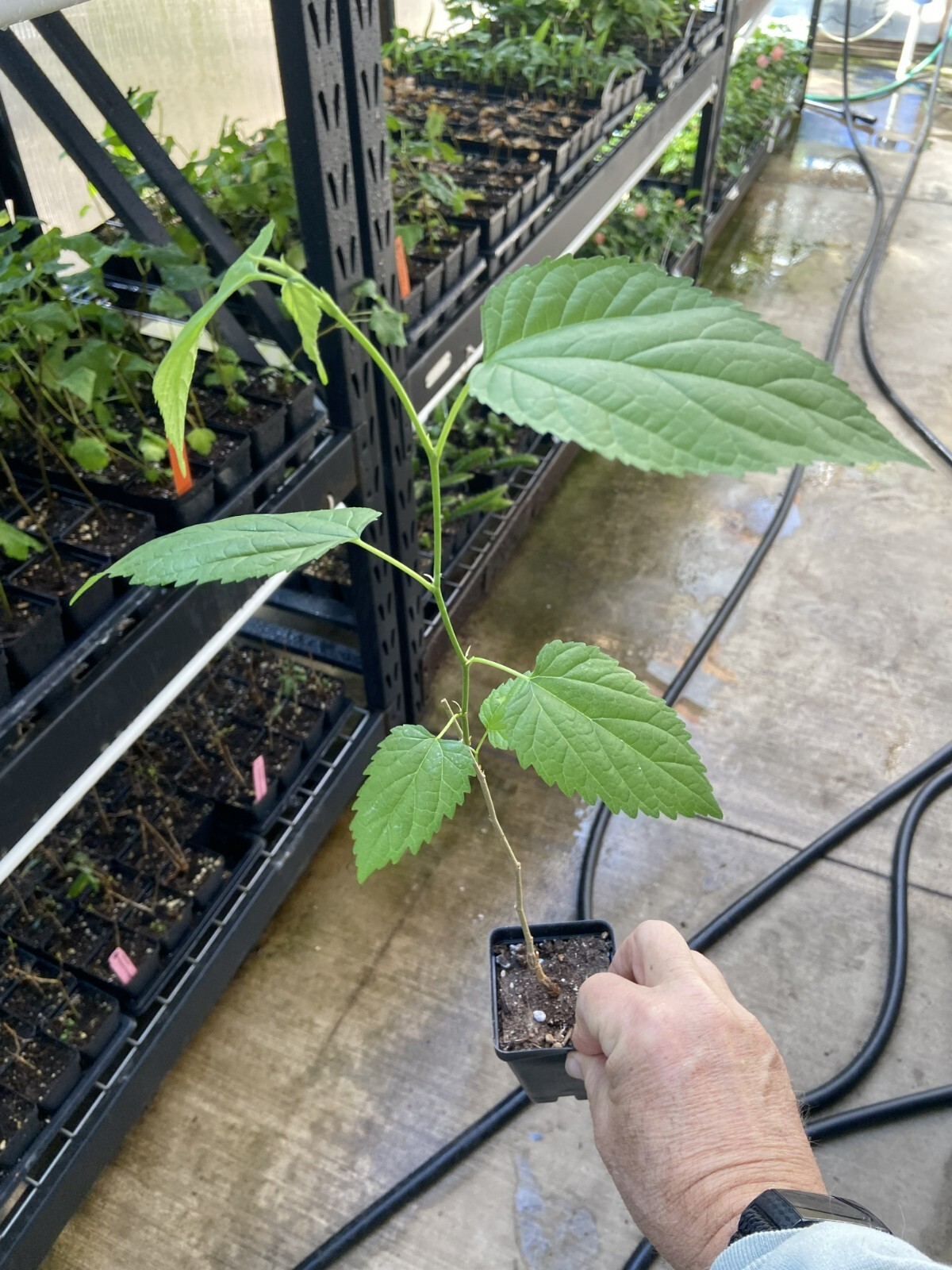 Mulberry Tree - 'Illinois Everbearing' - Live Plant, Excellent Fruit gallery