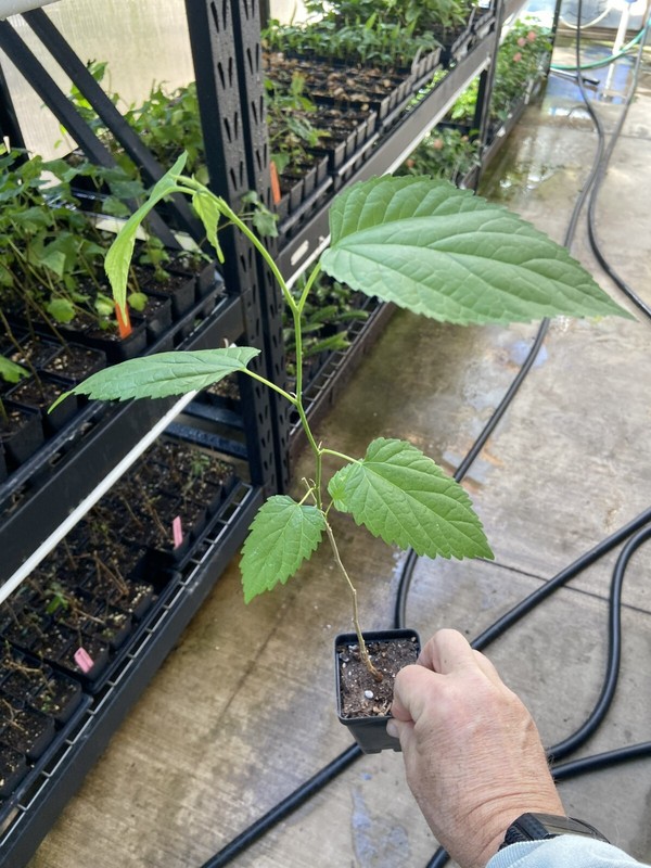 Mulberry Tree - 'Dwarf Everbearing' - Morus nigra live plant edible fruit gallery