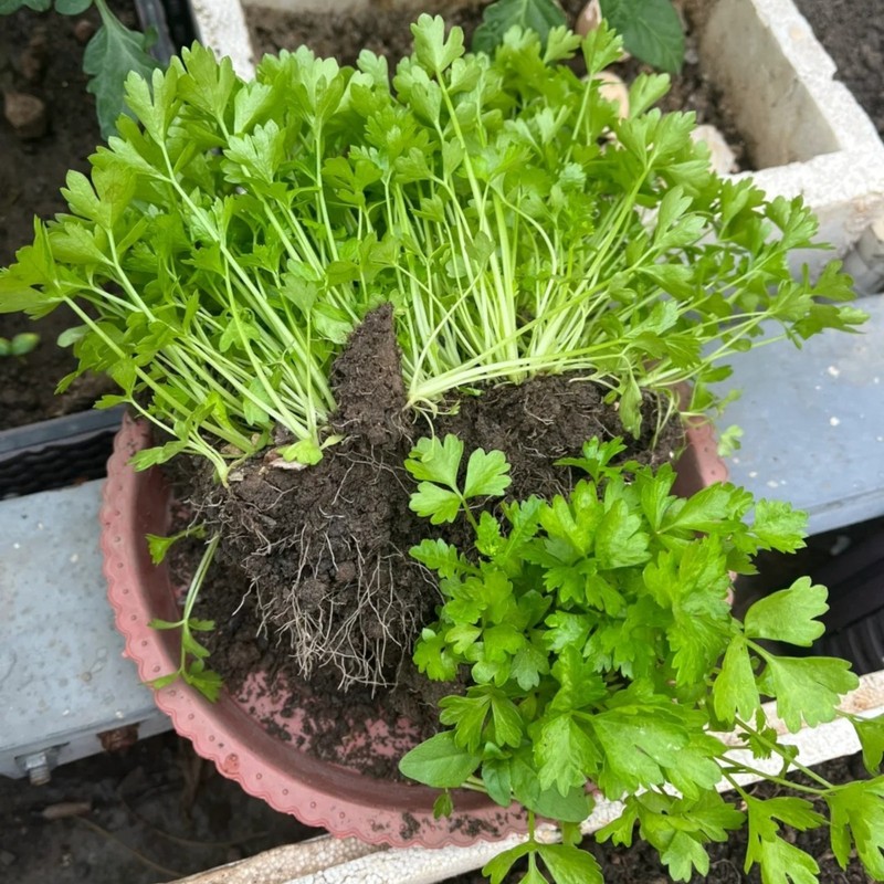 3000 Chinese Celery Seeds Small Leaf Celery Herb Seeds for Home Garden gallery