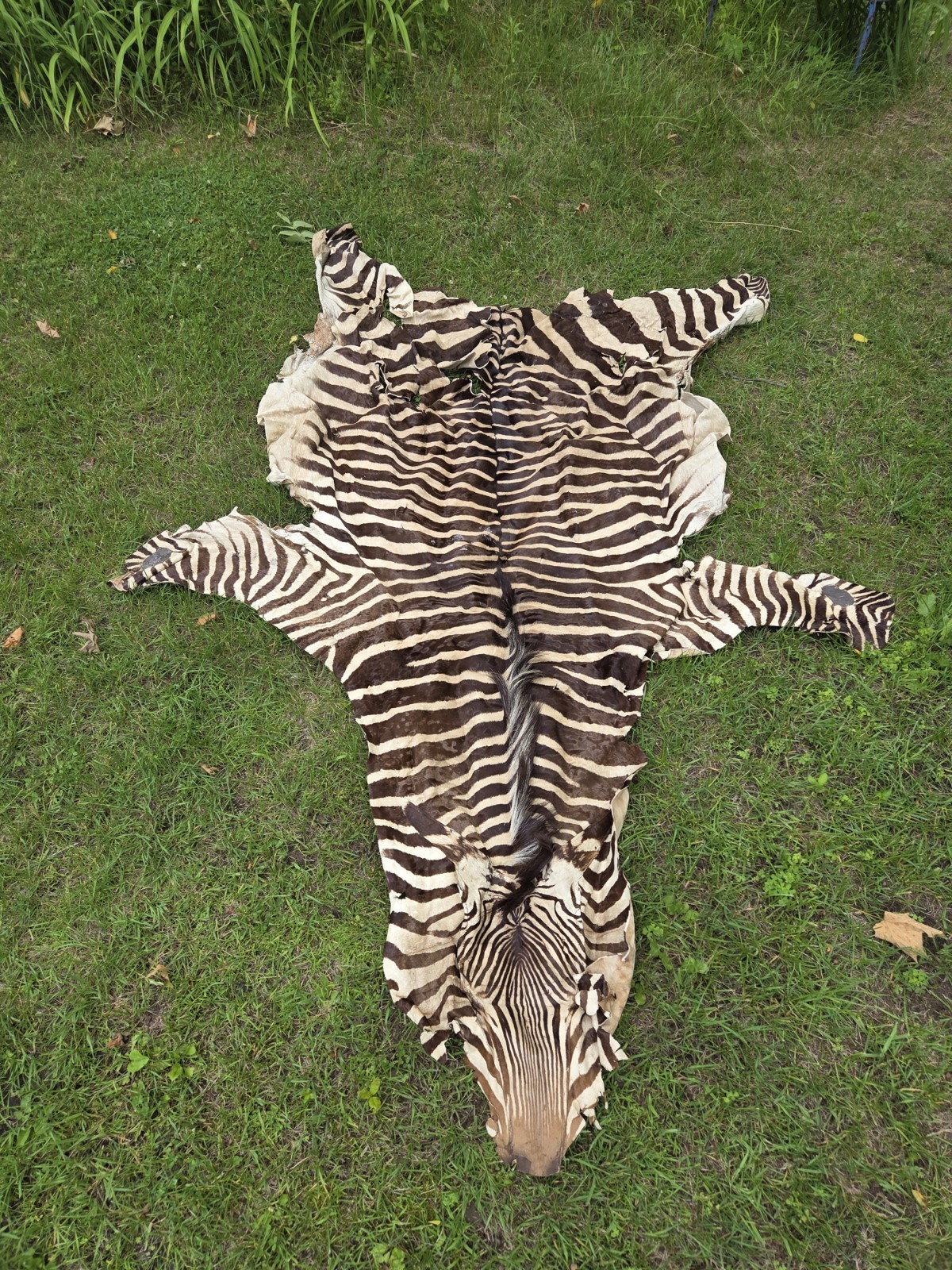 Large Vintage Zebra Hide(not A Rug) gallery