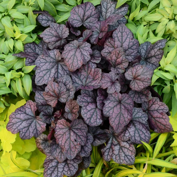 HEUCHERA 'PLUM PUDDING'~CORAL BELLS~LIVE PLANT HARDY PERENNIAL FOR SUN OR SHADE! gallery