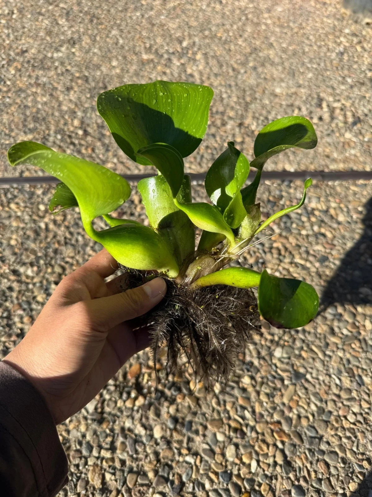 LIVE Water Hyacinth Floating Koi Pond Plant gallery