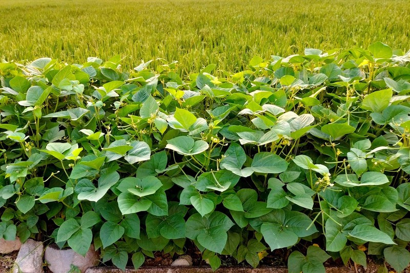 50 WHITE DIXIE LIMA BEAN Butterpea Phaseolus Vulgaris Vegetable Seeds *Comb S/H gallery