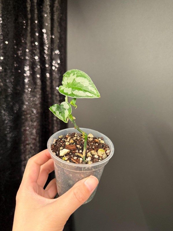 Scindapsus Silver Princess Dark, Exact, US Seller gallery