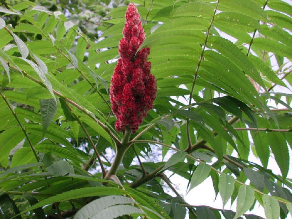2/ 4 /8 /12 OZ SUMAC POWDER SPICE Sumac Powder, FREE SHIPPING, US Seller gallery