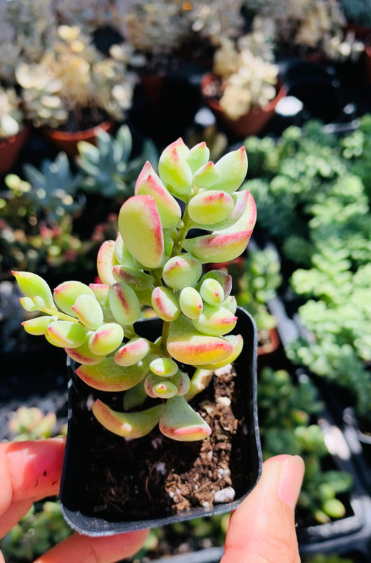 Cotyledon Pendens succulent gallery