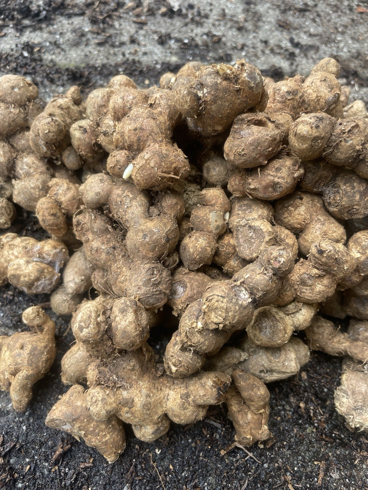 1 Lb Black Ginger For Cooking And For Planting gallery