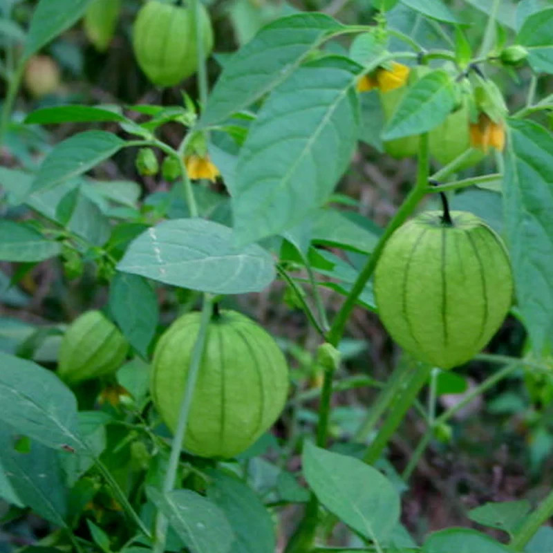 Ground Cherry Tomatillo Seeds 50 Ct Physalis Pruinosa Vegetable HEIRLOOM NON-GMO gallery