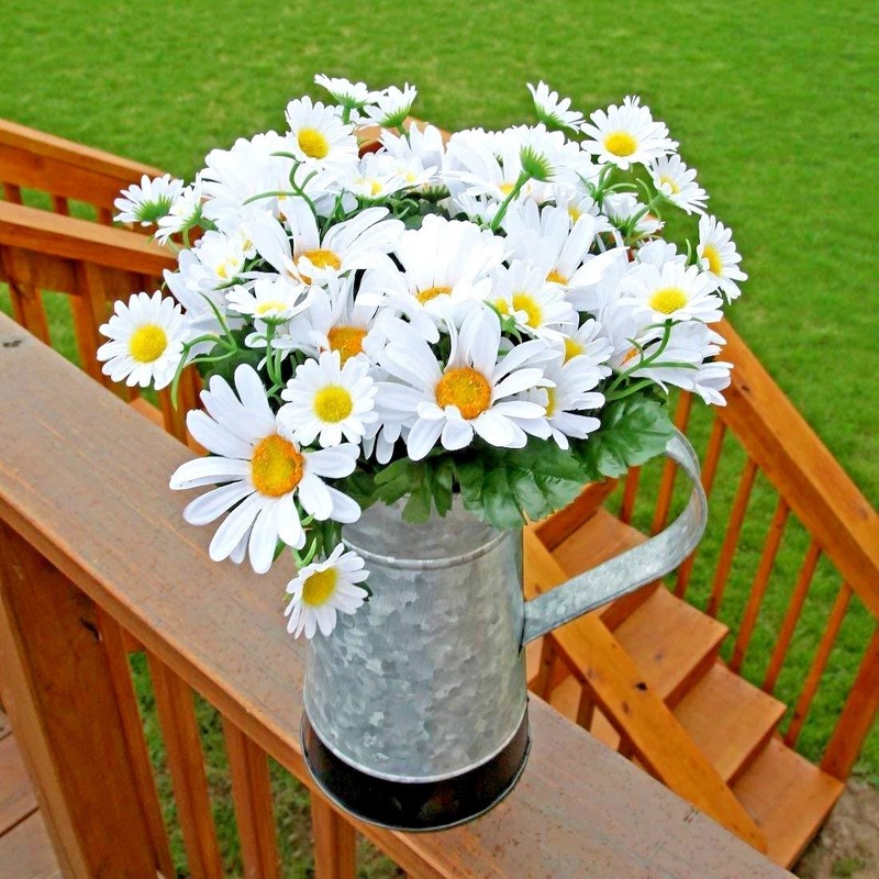 301+SILVER PRINCESS Seeds Dwarf Shasta Daisy Cut Flowers Container Garden Easy gallery