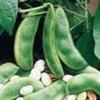 Lima Bean, Henderson Bush, NON Gmo, 20+ Seeds, Great Tasting and Healthy gallery