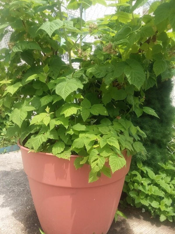 3 Raspberry Plants "Double Gold" Everbearing (3 Dormant Bare Root Canes)Zone 5-8 gallery