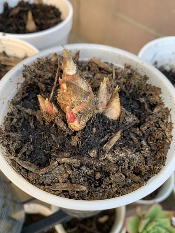 2 Clumps Tuberose, Bulbs 2+Size Small, Rooted &Sprouted Ready To Plant gallery
