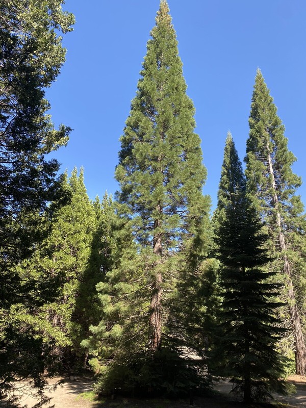 Giant Sequoia (Sequoiadendron giganteum), 25+ seeds, 2024 Harvest gallery