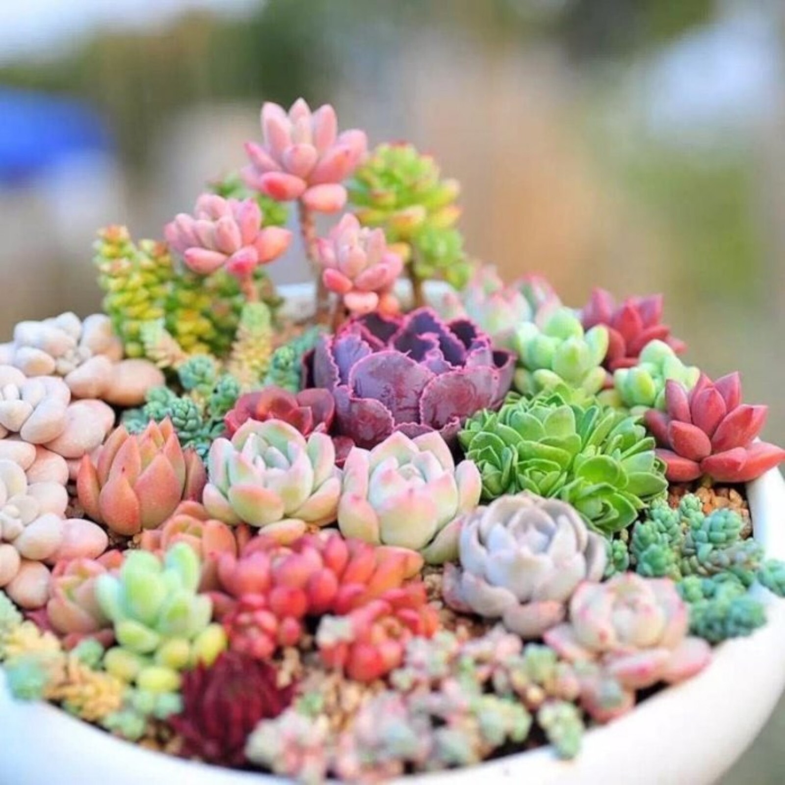 200pcs Rare Mixed Succulent Seeds - Beautiful and Colorful Collection gallery