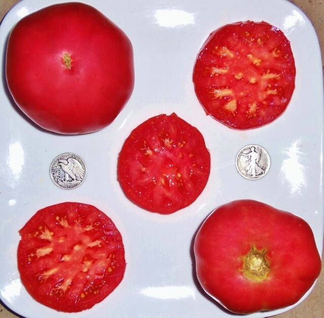 German Pink - Excellent Beefsteak - +25 Seeds - Buy any 3 varieties, 20% off!