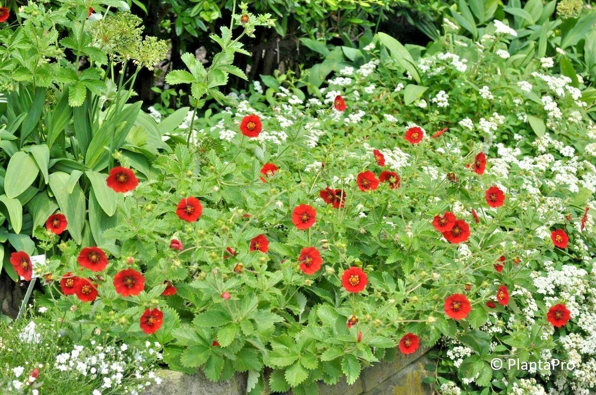 101+PONTENTILLA SCARLET CINQUEFOIL Seed Native Perennial Compact Flowering Shrub gallery